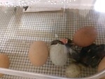 Ducks Hatching
